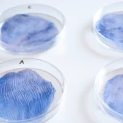 Biodegradable textiles