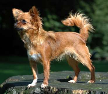 A Chihuahua, a small dog breed with a slower molecular aging rate than large breeds like Great Danes