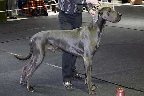A Great Dane standing in profile, a large dog breed shown by a new Science study to age faster at the molecular level than small breeds